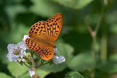 David Plant Photography - Wildlife Photography - Silver washed fritillary - B